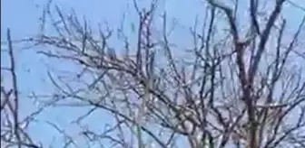 Çıktığı ağaçta mahsur kalan kediyi vatandaşlar kurtardı