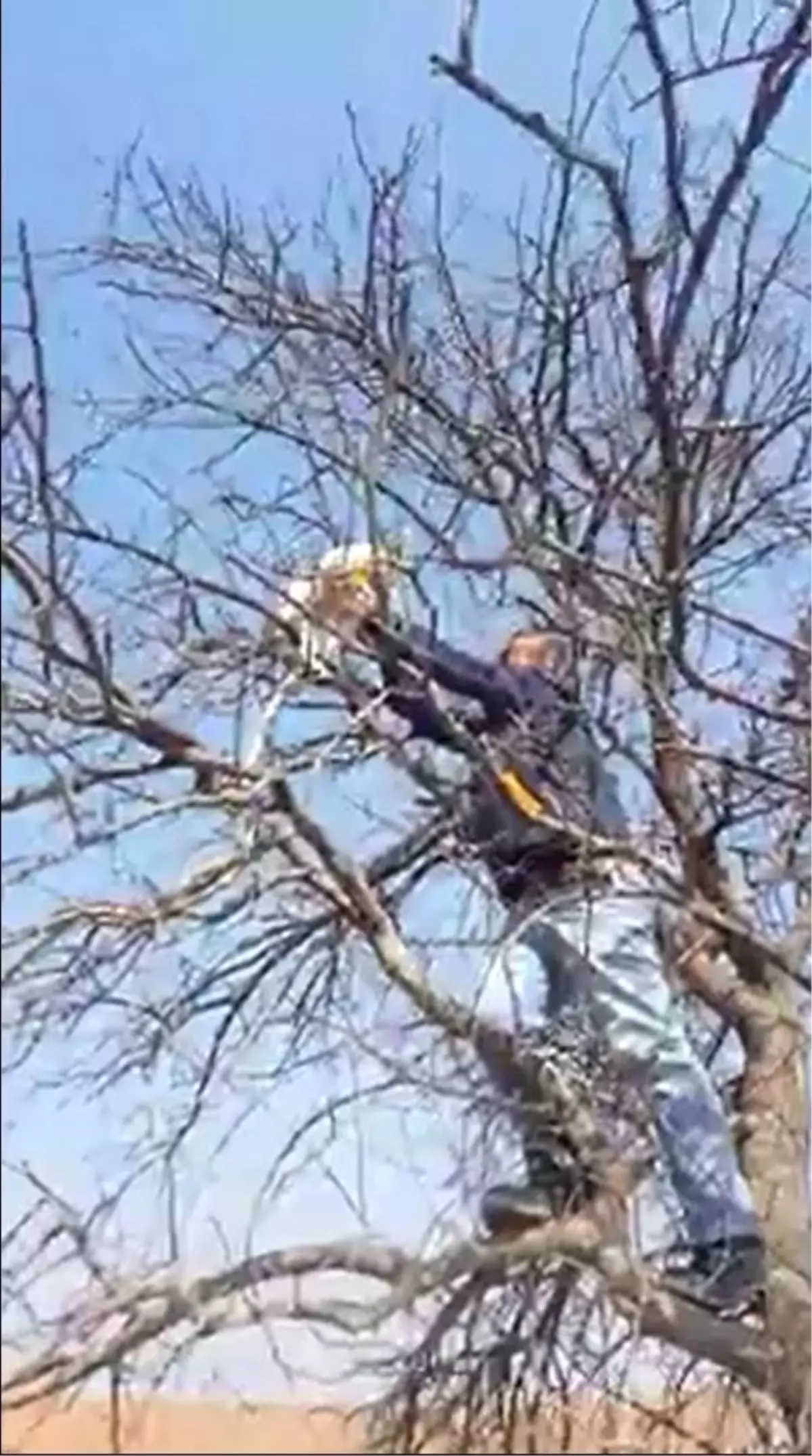 Çıktığı ağaçta mahsur kalan kediyi vatandaşlar kurtardı