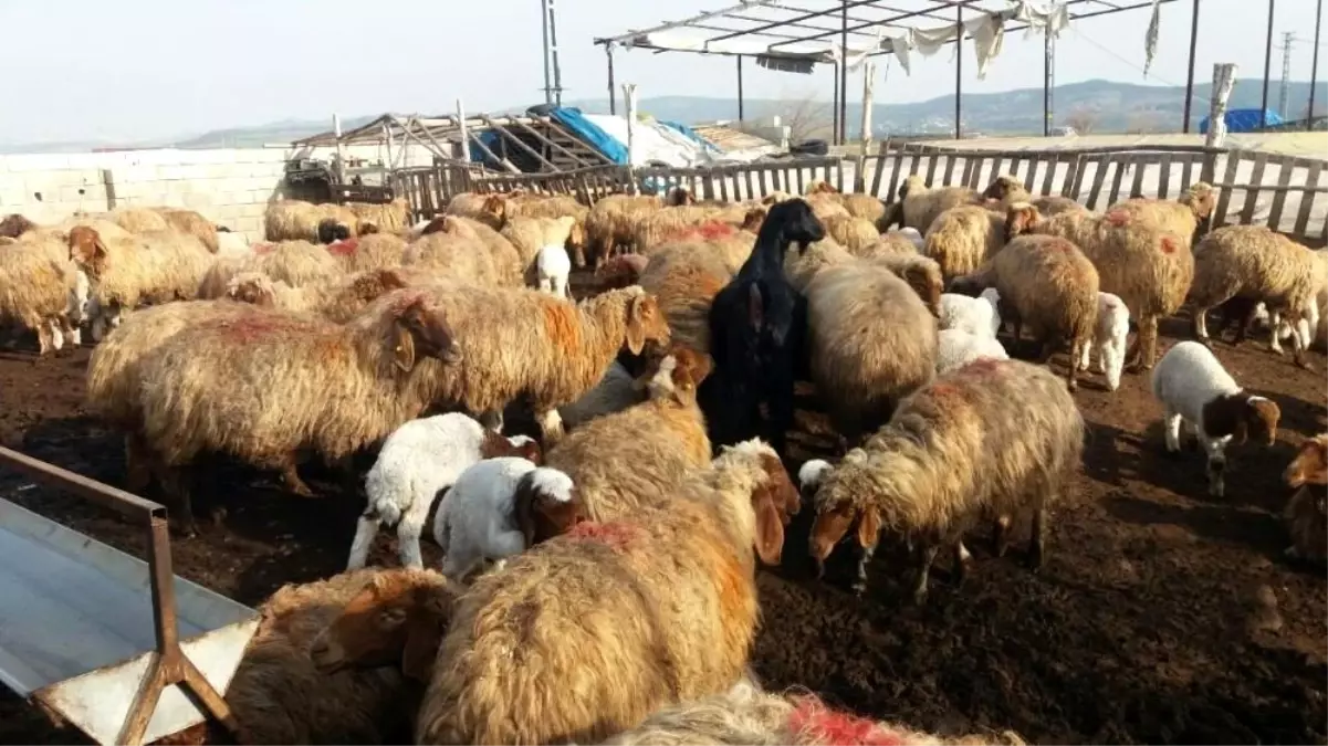 Kahramanmaraş\'ta hayvancılık gelişiyor