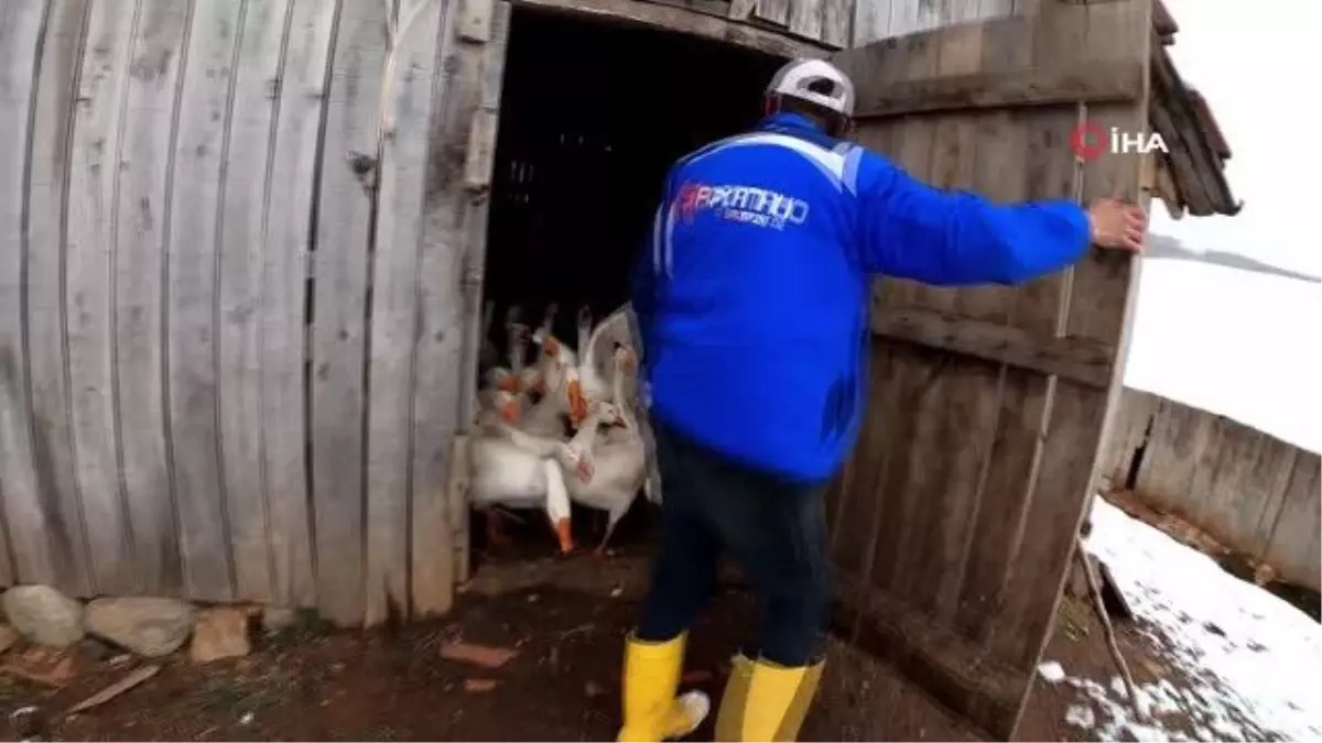Kazların efendisi... 200 kaz ile tabiatta tek başına yaşıyor