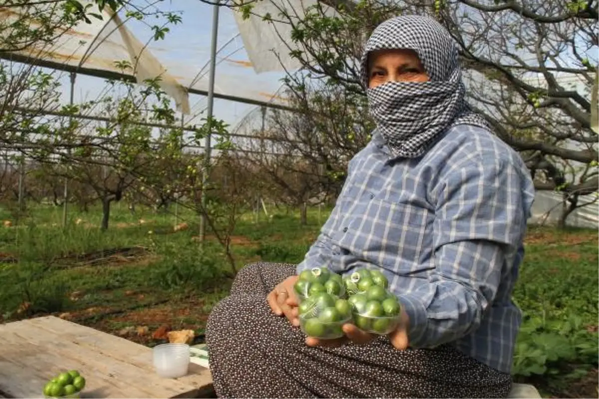 Sezonun ilk erik hasadı yapıldı; kilosu 500 TL\'den satıldı