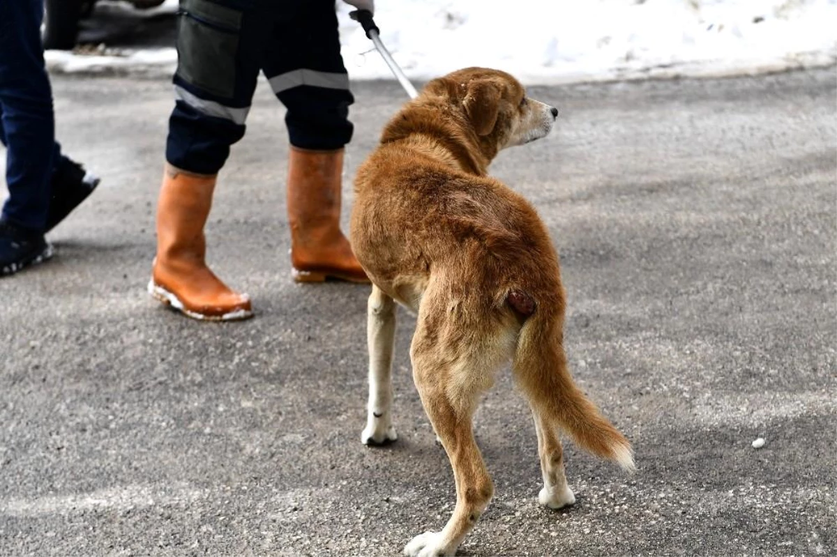 Tümörlü köpek sağlığına kavuştu