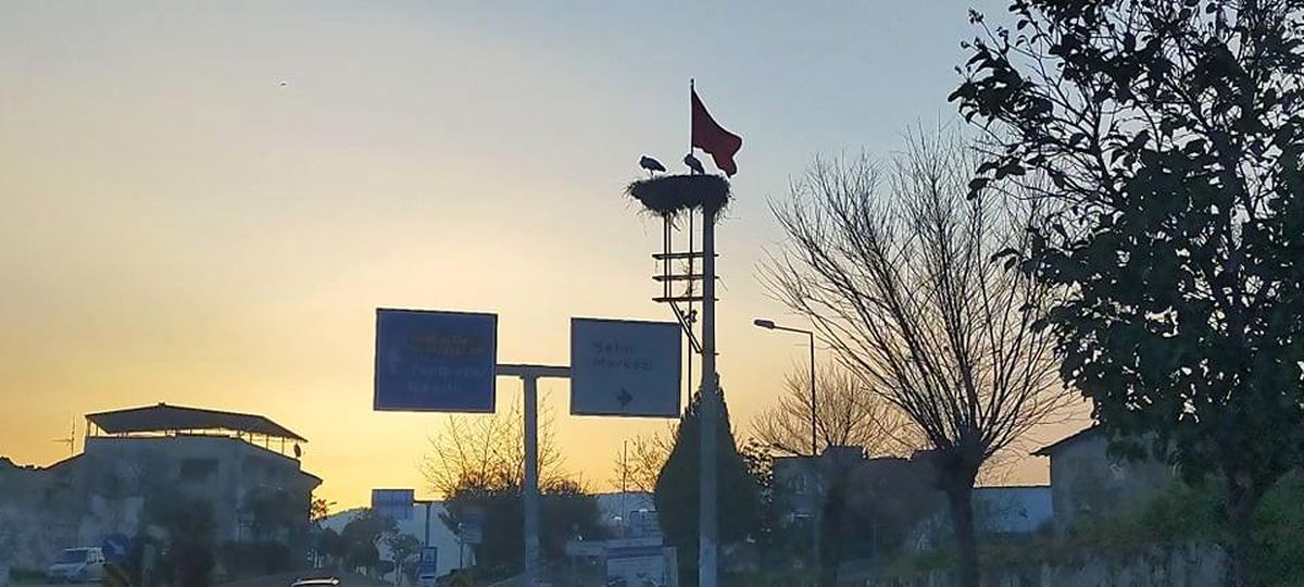 Baharın müjdecisi leylekler Aydın\'a gelmeye başladı