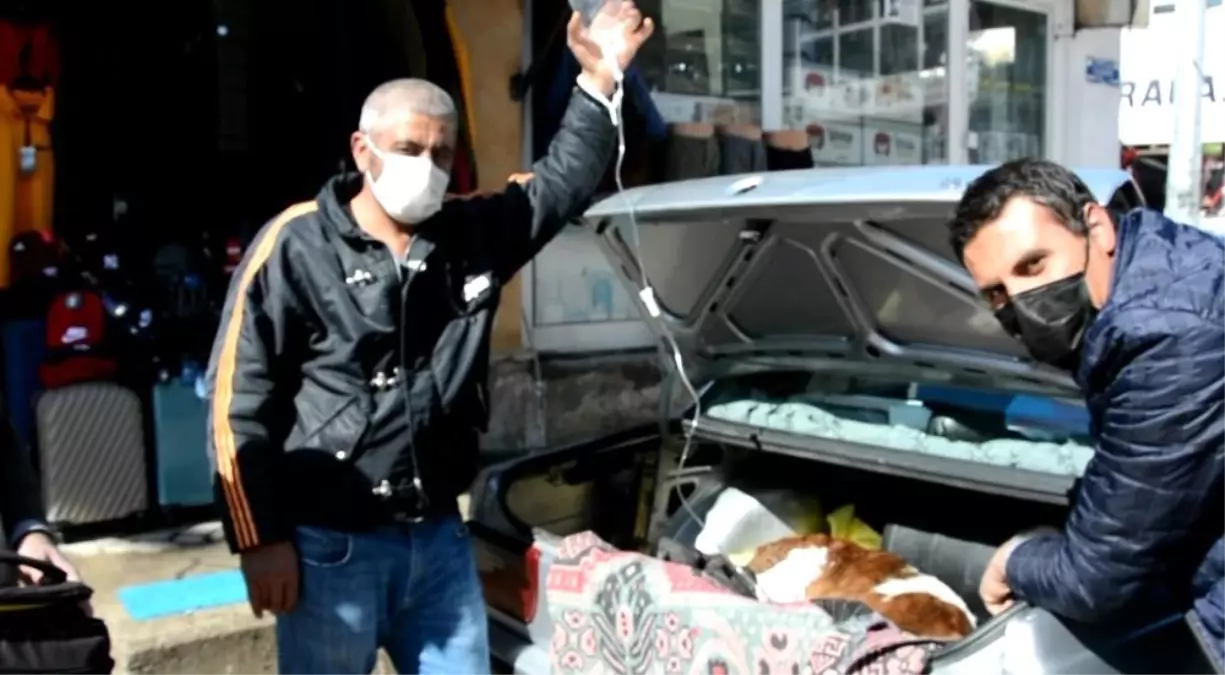 Hasta buzağı özel otomobille veterinere getirildi