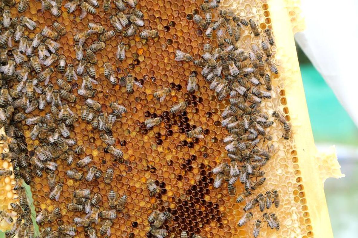 İmparatorların balı olarak bilinen dünyaca ünlü Anzer Balı coğrafi işaret tescili aldı