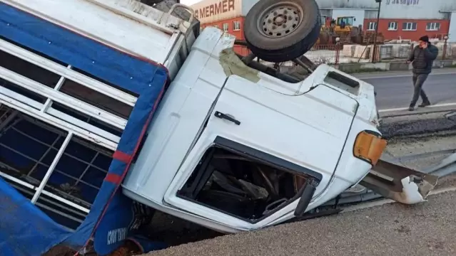 Kamyonet ters döndü, kasadaki koyunlar telef oldu