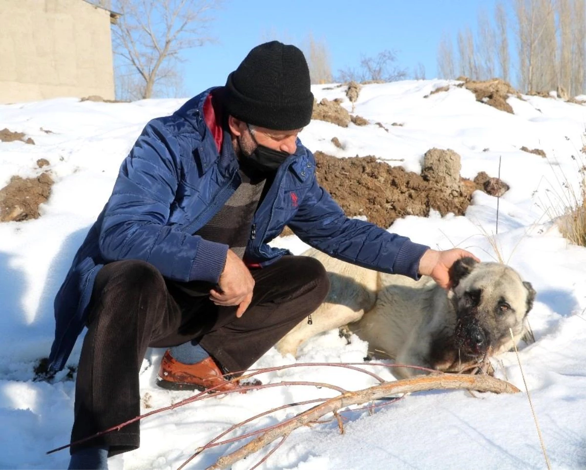 Kazlarını yiyen 2 köpeği av tüfeğiyle vurdu