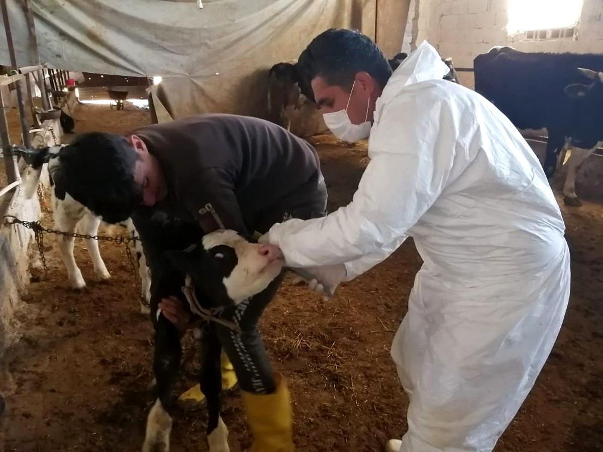 Kilis\'te büyükbaş hayvanların aşılanmasına başlandı