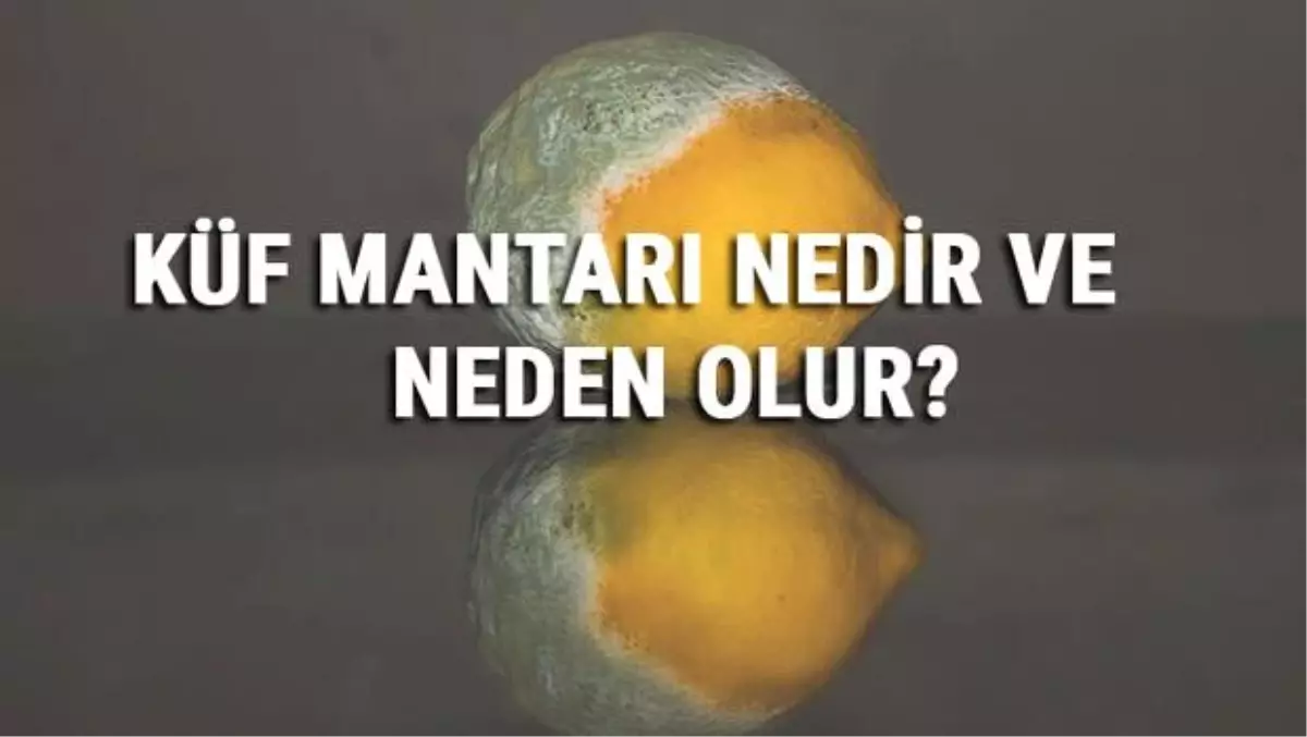 Küf Mantarı Nedir, Neden Oluşur ve Nasıl Ürer? Küf Mantarı Özellikleri ve Alerjisi Hakkında Bilgi