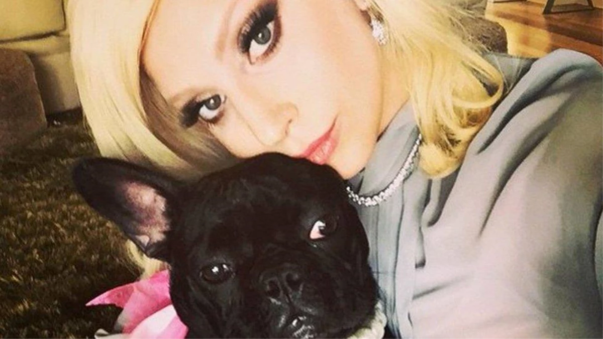 Lady Gaga\'nın köpeklerini gezdiren görevli vuruldu, iki köpeği kaçırıldı, getirene 500 bin dolar ödül vaat edildi