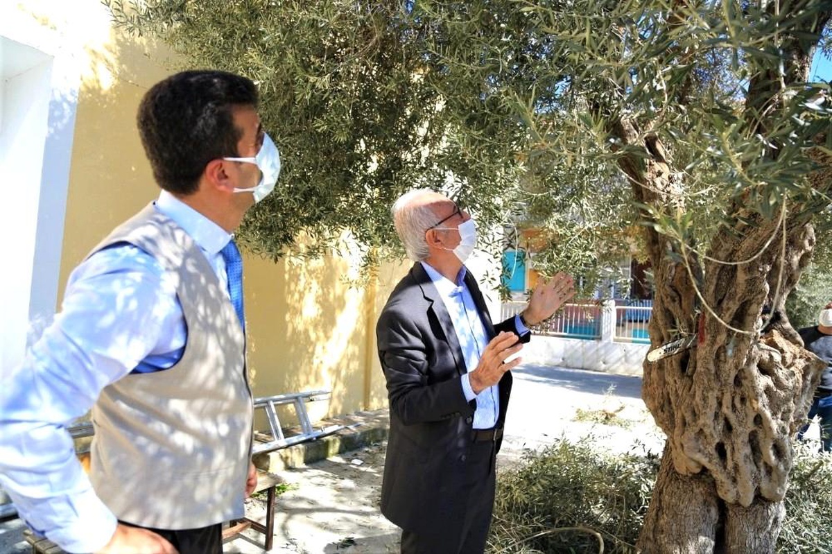 Milas\'ta zeytin ağaçlarının bakımı yapıldı