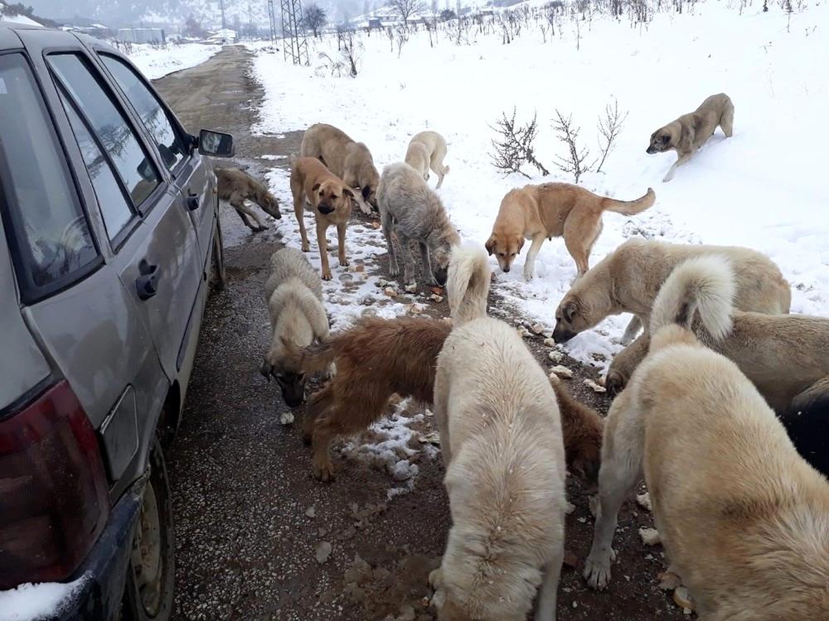 Sahipsiz köpeklere 1 yıldır çöpten topladıkları ekmeklerle sahip çıkıyorlar