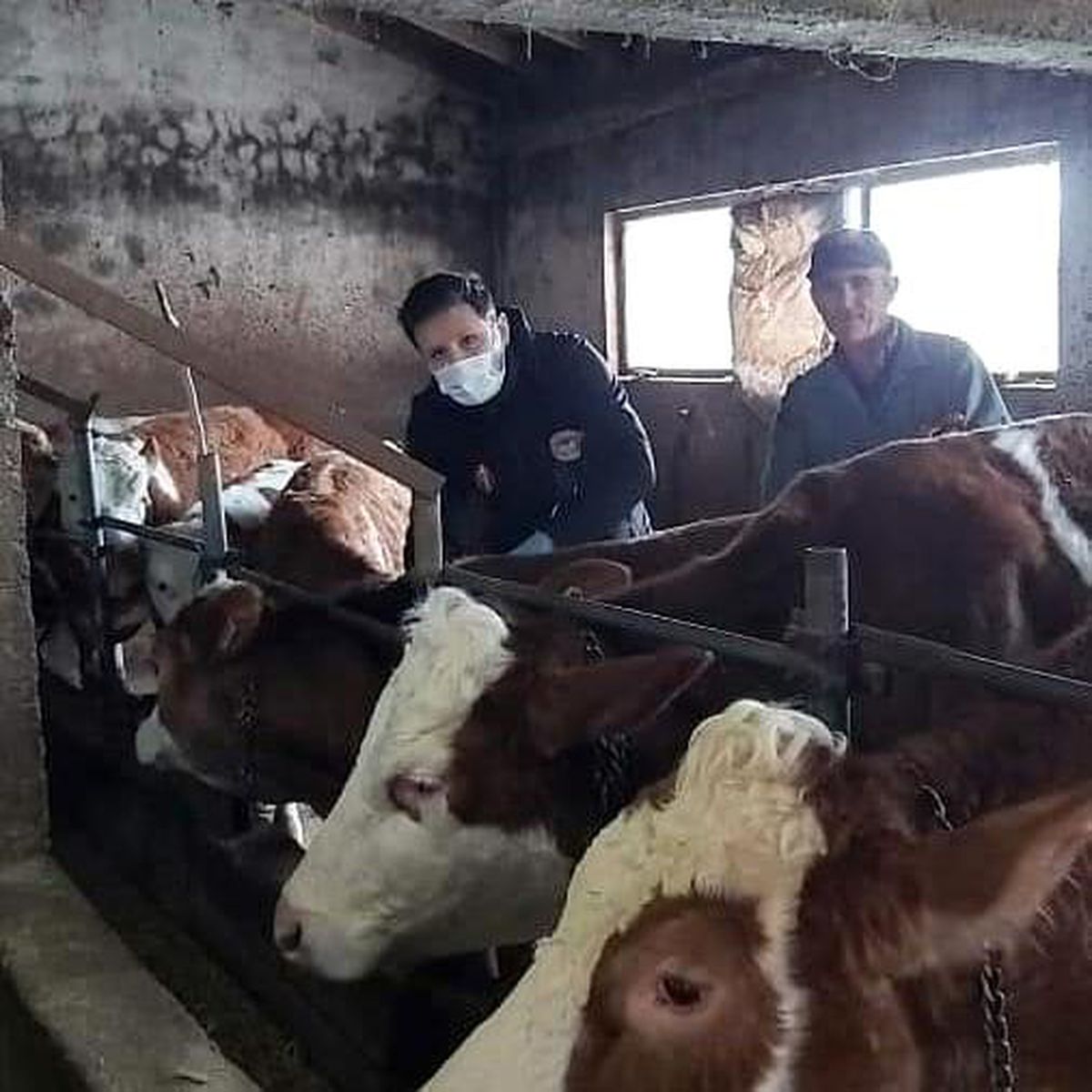 Sinop\'ta şap aşılaması başladı