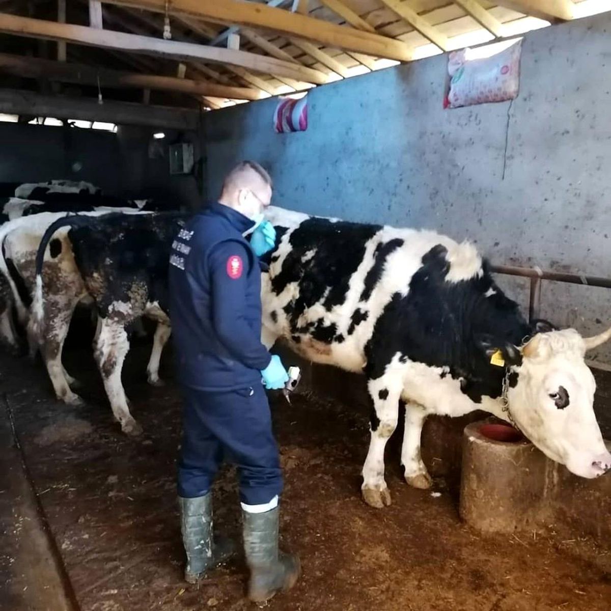 Tekirdağ\'da şap hastalığına geçit yok