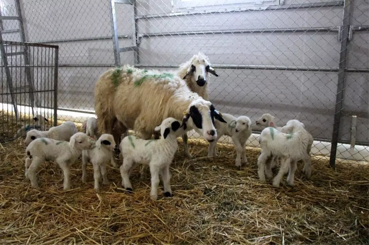 Yerli ve milli koyunlar dördüz yavruladı