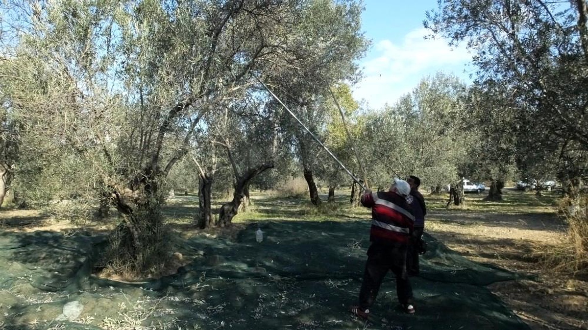 Zeytinlerde halkalı leke hastalığı mücadelesi başlatıldı