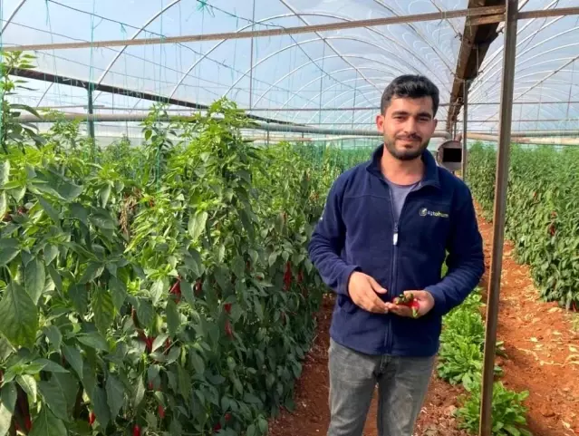 Antalya, Güneydoğu illerine Şili biberi gönderiyor