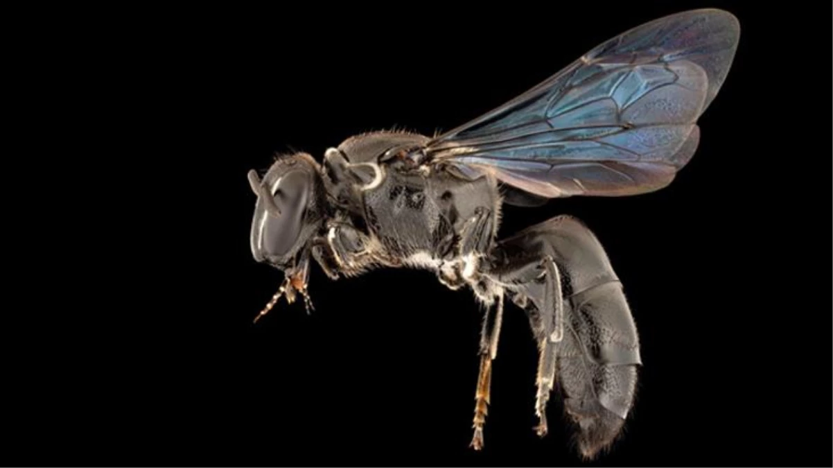 Bilim insanlarını şaşkına çeviren keşif: En son 1923\'te görülen arı türü yeniden ortaya çıktı