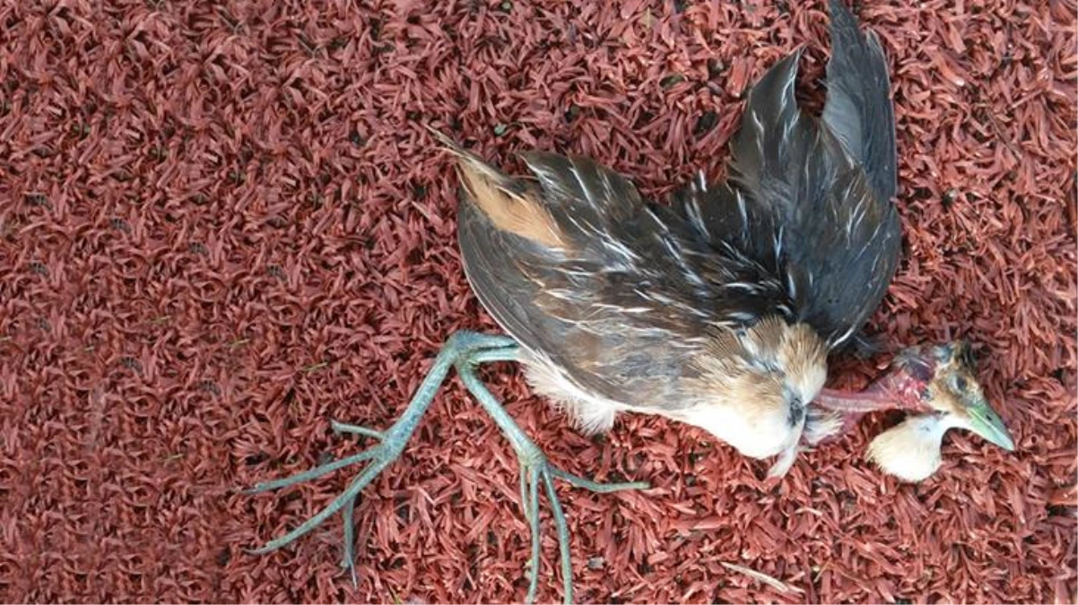 Bodrum\'da ölü bulunan kuşun Türkiye\'de ilk defa görülen \'Çizgili Yelve\' olduğu belirlendi