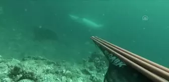 ÇANAKKALE - Ters yüzen yunusu görüntüleyen zıpkıncı sosyal medyada ilgi odağı oldu