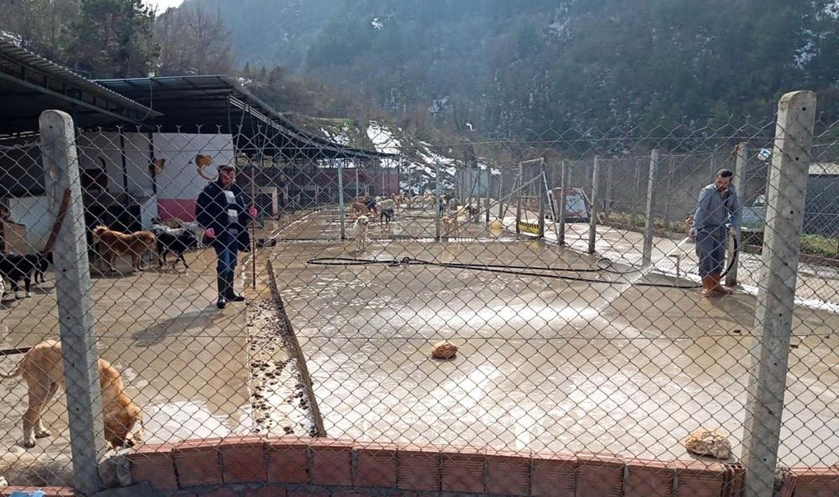 Devrek\'te Sokak hayvanları barınağa yerleştirildi