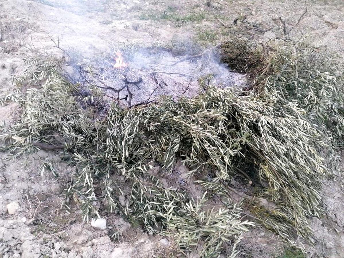 Orman yangını diye gittiler yakılan zeytin dallarıyla karşılaştılar