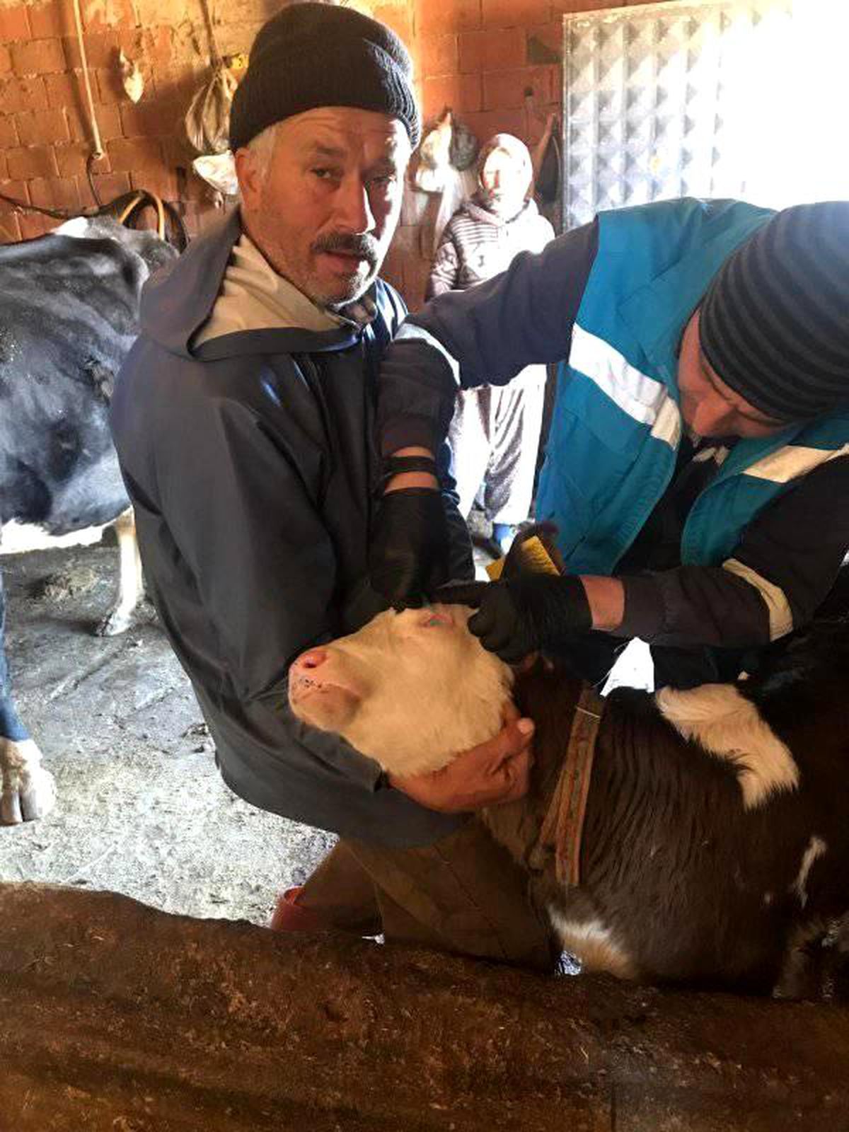 Şaphane\'de "Şap ve brucella" aşılama kampanyası