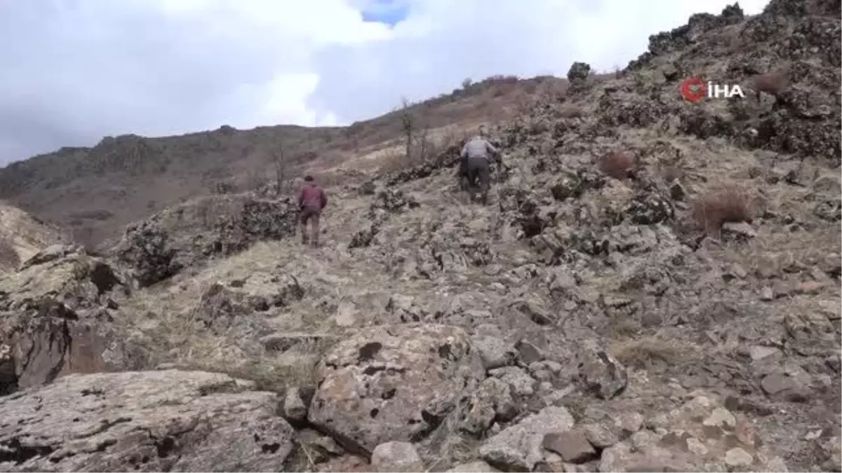 Tunceli\'deki yaban keçisi ölümlerinin nedeni veba çıktı