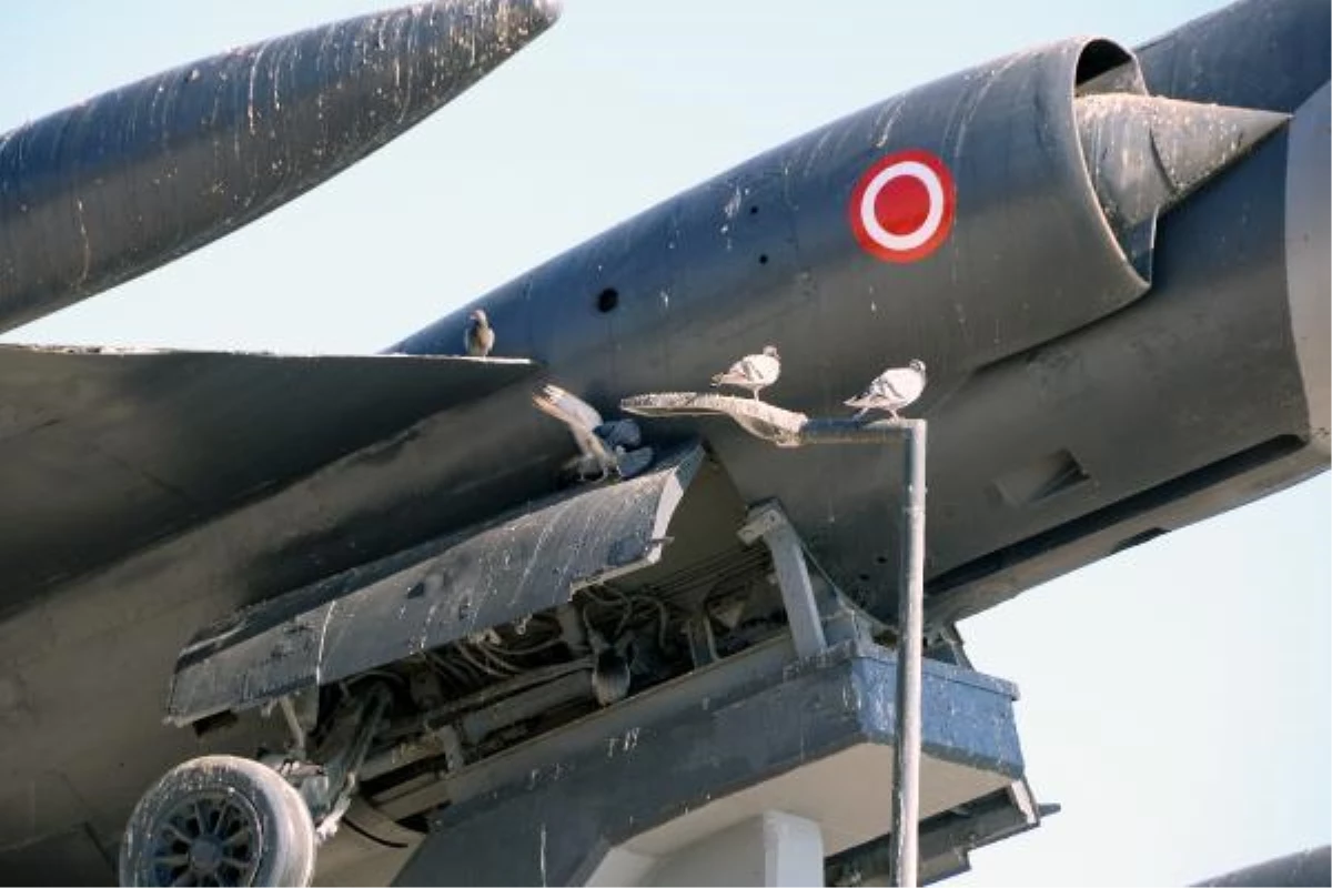 Yüksek kaza oranı nedeniyle "Uçan tabut" olarak bilinen savaş uçağı, kuşlara ev oldu
