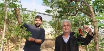 Daha önce yere dökülen kayısı çağlasının kilosu şimdilerde 100 TL'den satılıyor