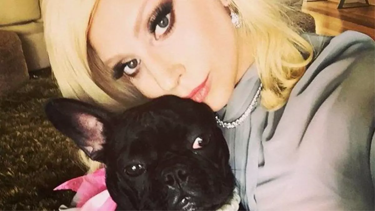 Lady Gaga\'nın kaçırılan köpekleri bulundu