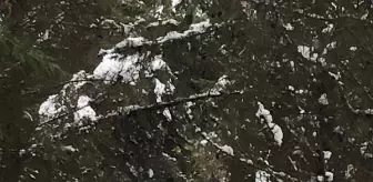 Sarıyer'de aç kalan domuzlar mesire alanına indi