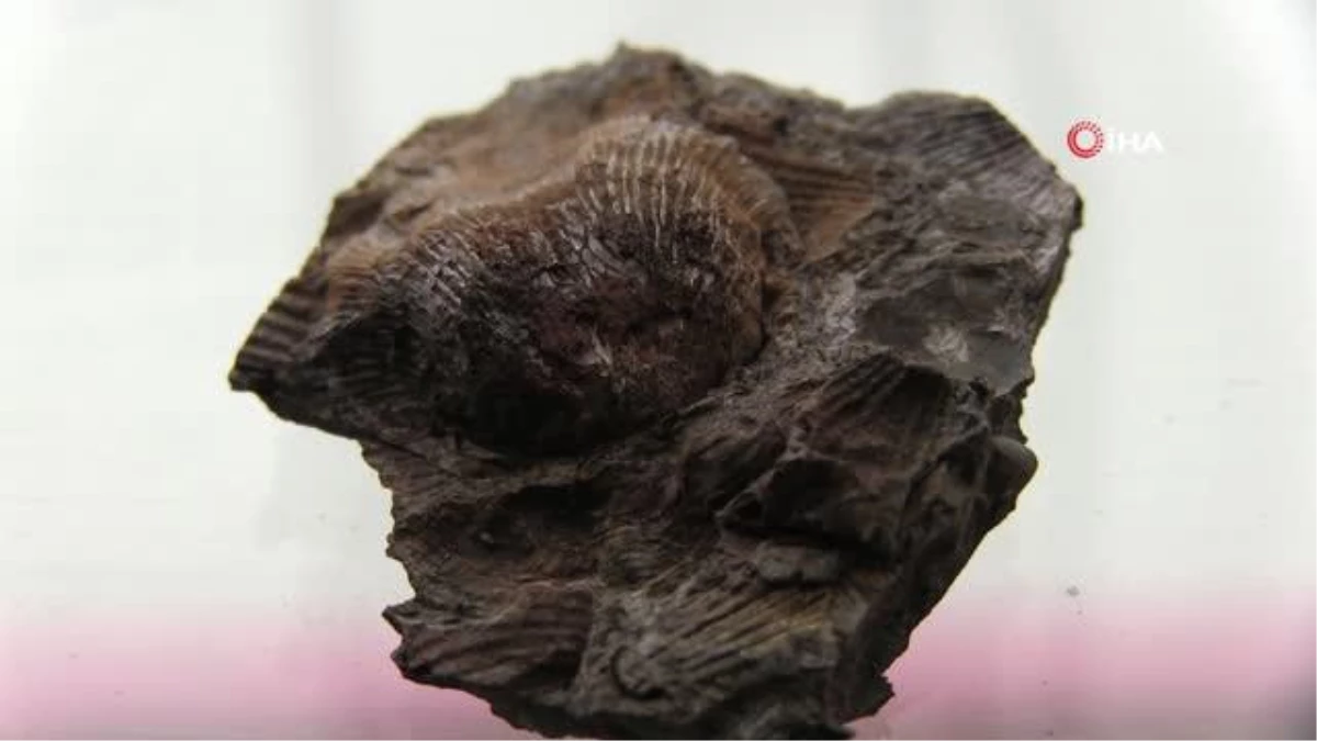 Şırnak dağlarında midye fosili bulundu
