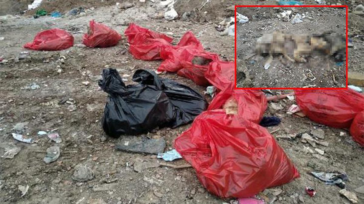 Ankara\'da korkunç manzara: Molozların arasından 20 ölü köpek çıkarıldı