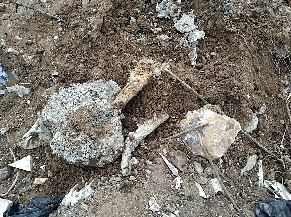 Başkent'te köpek katliamı