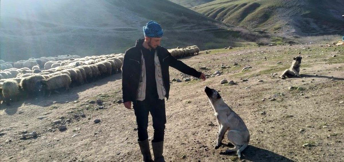 Çalınan köpeğini bulup getirene 20 bin lira ödül verecek