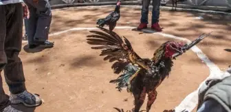 Dövüş horozu sahibinin ölümüne neden oldu