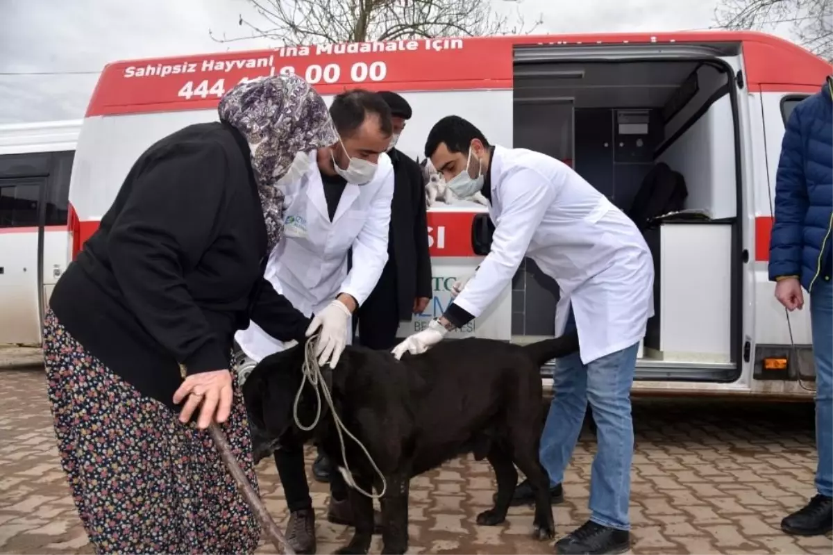 İzmit\'in köylerinde sokak hayvanları aşılanıyor