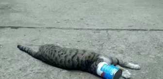 Kafası konserve kutusuna sıkışan kediyi itfaiye kurtardı