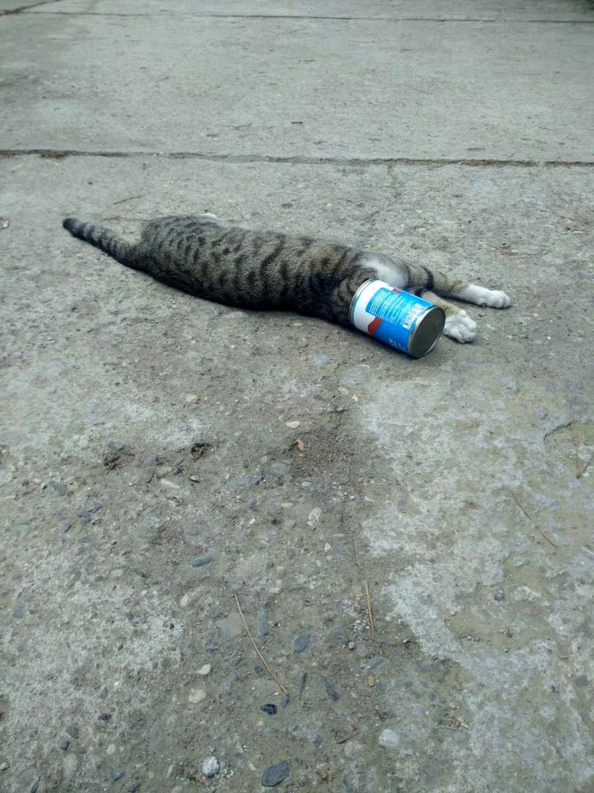 Kafası konserve kutusuna sıkışan kediyi itfaiye kurtardı