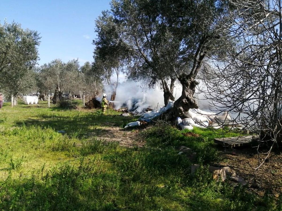 Ot yangını zeytin ağaçlarına da zarar verdi