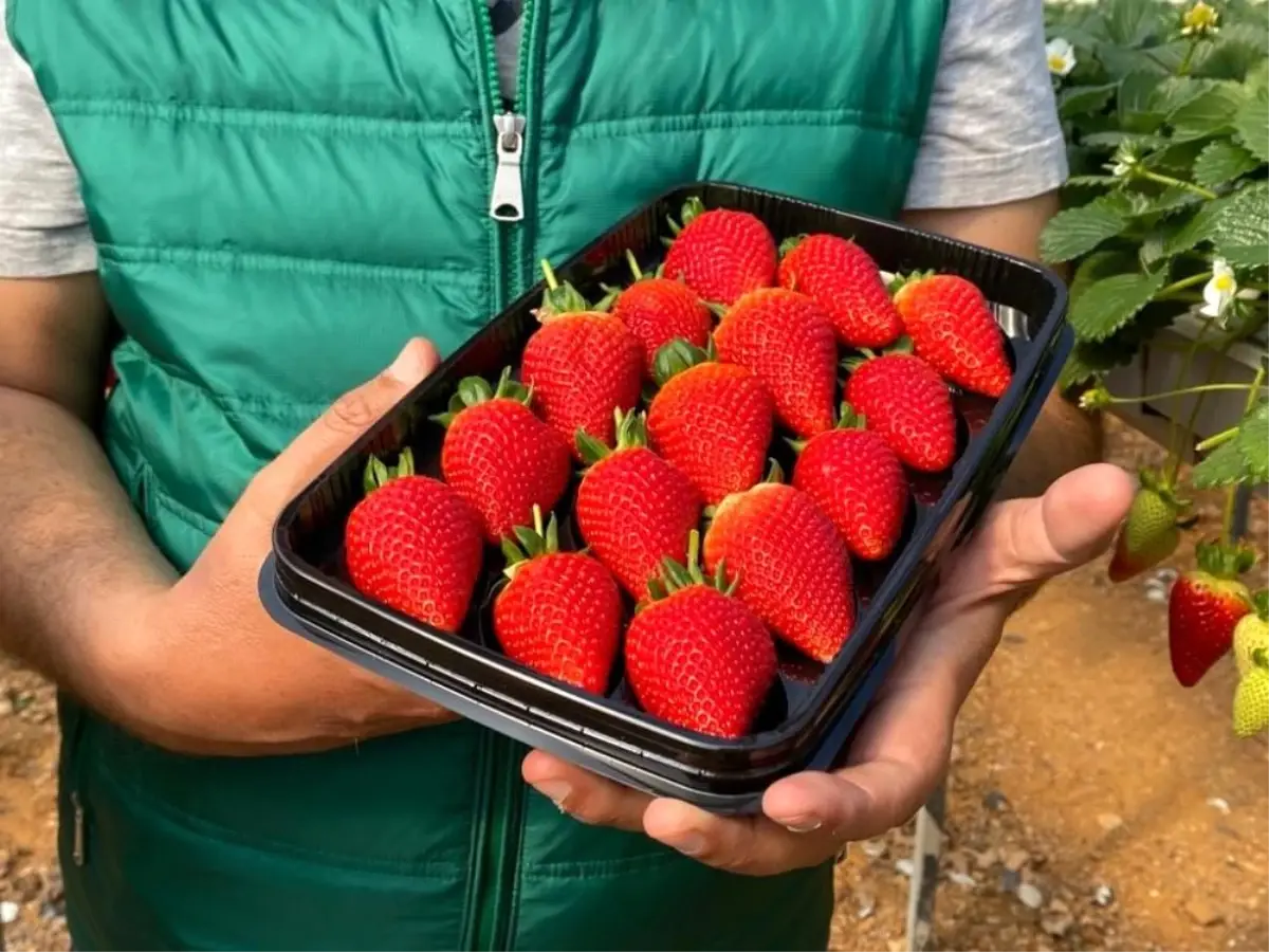 Son dakika: Seradan çıkışı 19 lira olan topraksız çilek altın dönemini yaşıyor