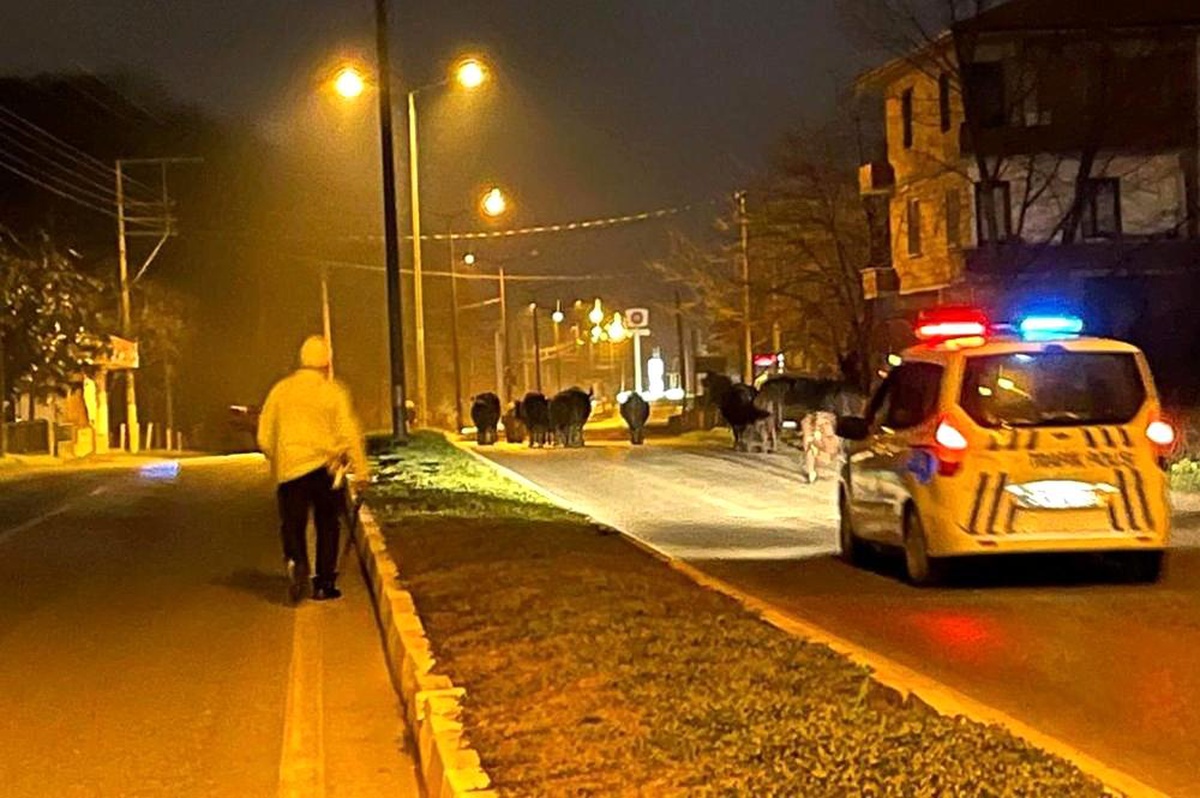 Son dakika haberi | Yolda başıboş şekilde dolaşan 20 büyükbaş hayvan, polis ekiplerince sahiplerine teslim edildi