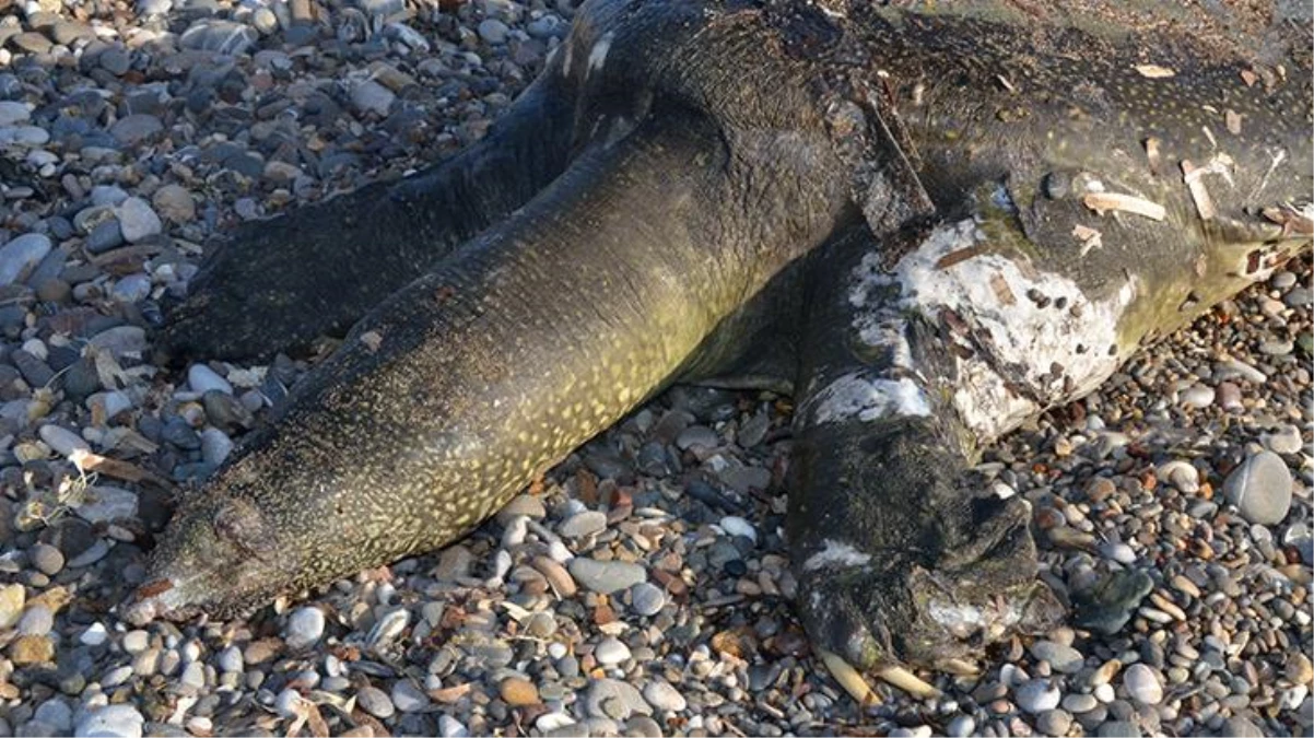 Antalya\'da sahile ölü Nil kaplumbağası vurdu