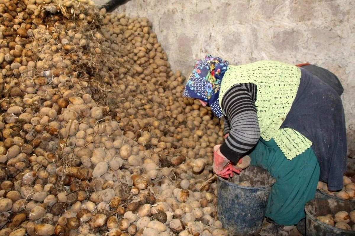 Bağcılar Belediyesi, Nevşehir\'den 100 ton patates aldı