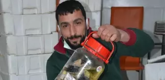 Balıkçılar, kavanozu 350 lira olan lakerda taleplerine yetişemiyor