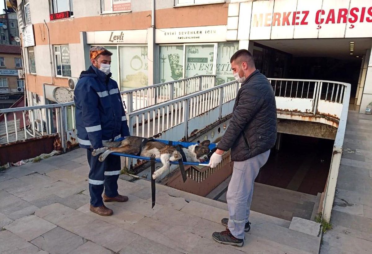 Devrek\'te bacağı kırılan sokak köpeği tedavi altına alımdı