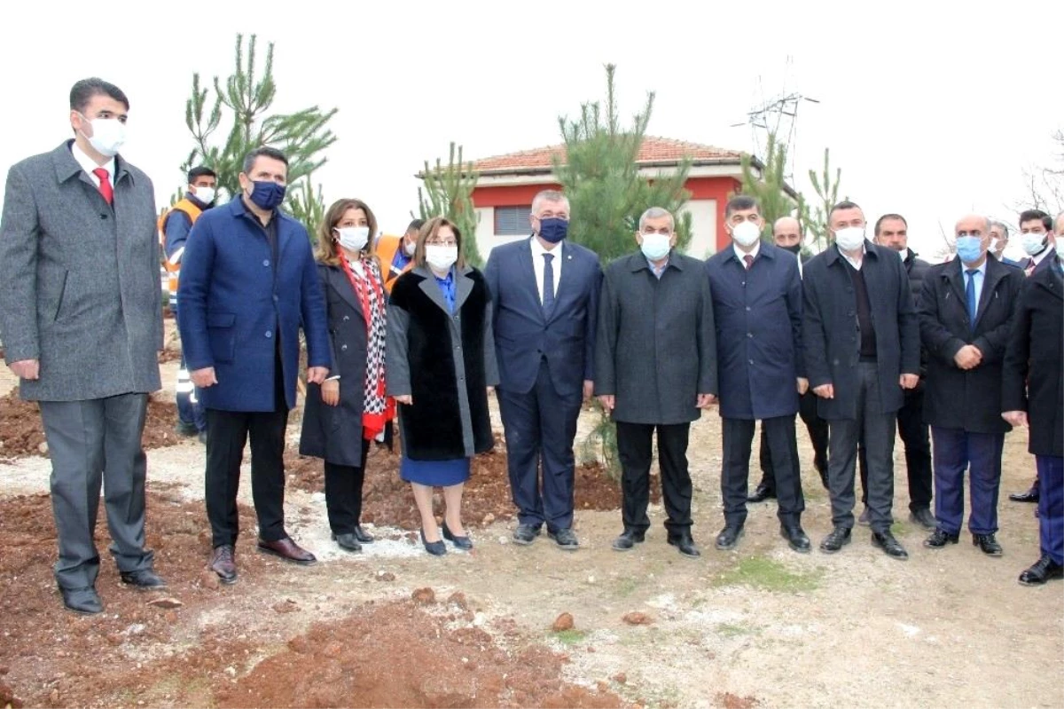 Gaziantep\'te 330 adet karaçam ağacı toprakla buluştu