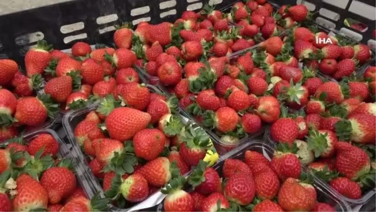 Girişimci kadın topraksız tarımla çilek üretti