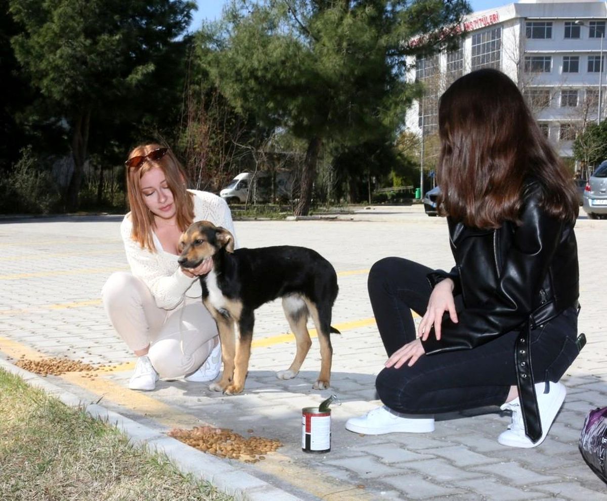 Son dakika haber | Üniversite yerleşkesi içindeki hayvanlar salgın döneminde de yalnız bırakılmadı